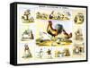 Domestic Fowl, C1850-Benjamin Waterhouse Hawkins-Framed Stretched Canvas