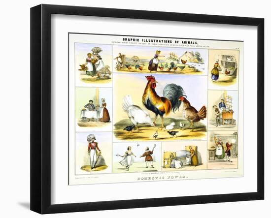 Domestic Fowl, C1850-Benjamin Waterhouse Hawkins-Framed Giclee Print