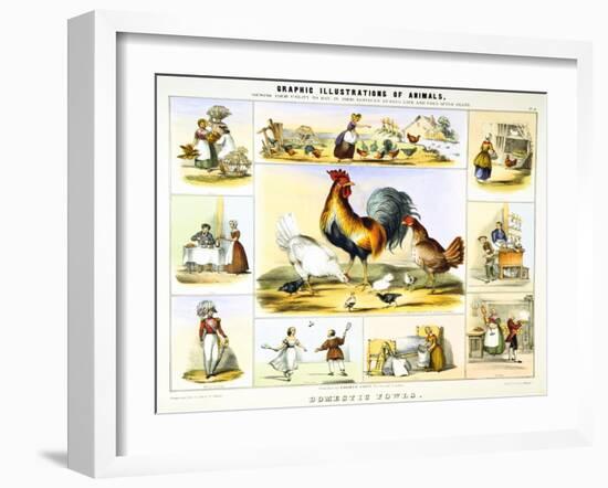 Domestic Fowl, C1850-Benjamin Waterhouse Hawkins-Framed Giclee Print