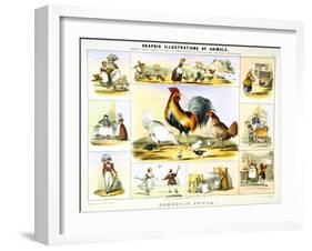 Domestic Fowl, C1850-Benjamin Waterhouse Hawkins-Framed Giclee Print