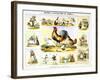 Domestic Fowl, C1850-Benjamin Waterhouse Hawkins-Framed Giclee Print