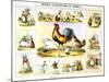 Domestic Fowl, C1850-Benjamin Waterhouse Hawkins-Mounted Giclee Print