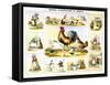 Domestic Fowl, C1850-Benjamin Waterhouse Hawkins-Framed Stretched Canvas
