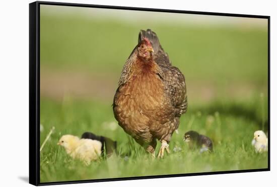 domestic fowl, Gallus gallus domesticus, chicken, meadow, stand-David & Micha Sheldon-Framed Stretched Canvas