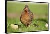 domestic fowl, Gallus gallus domesticus, chicken, meadow, stand-David & Micha Sheldon-Framed Stretched Canvas