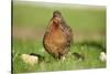 domestic fowl, Gallus gallus domesticus, chicken, meadow, stand-David & Micha Sheldon-Stretched Canvas