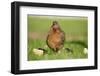 domestic fowl, Gallus gallus domesticus, chicken, meadow, stand-David & Micha Sheldon-Framed Photographic Print