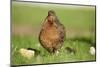domestic fowl, Gallus gallus domesticus, chicken, meadow, stand-David & Micha Sheldon-Mounted Photographic Print