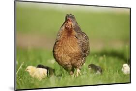 domestic fowl, Gallus gallus domesticus, chicken, meadow, stand-David & Micha Sheldon-Mounted Photographic Print