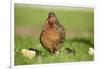 domestic fowl, Gallus gallus domesticus, chicken, meadow, stand-David & Micha Sheldon-Framed Photographic Print