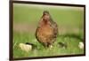 domestic fowl, Gallus gallus domesticus, chicken, meadow, stand-David & Micha Sheldon-Framed Photographic Print