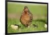 domestic fowl, Gallus gallus domesticus, chicken, meadow, stand-David & Micha Sheldon-Framed Photographic Print