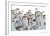 Domestic Geese Outdoor in Winter-aabeele-Framed Photographic Print