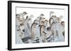 Domestic Geese Outdoor in Winter-aabeele-Framed Photographic Print