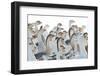 Domestic Geese Outdoor in Winter-aabeele-Framed Photographic Print