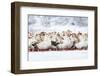 Domestic Geese Outdoor in Winter-aabeele-Framed Photographic Print