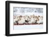 Domestic Geese Outdoor in Winter-aabeele-Framed Photographic Print