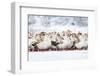 Domestic Geese Outdoor in Winter-aabeele-Framed Photographic Print