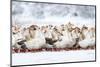 Domestic Geese Outdoor in Winter-aabeele-Mounted Photographic Print