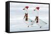Domestic Geese Two in Snow Wearing Christmas-null-Framed Stretched Canvas