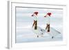 Domestic Geese Two in Snow Wearing Christmas-null-Framed Photographic Print