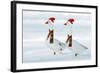 Domestic Geese Two in Snow Wearing Christmas-null-Framed Photographic Print
