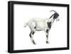 Domestic Goat (Capra Hircus), Mammals-Encyclopaedia Britannica-Framed Poster