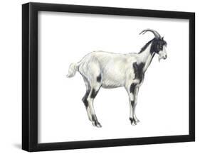 Domestic Goat (Capra Hircus), Mammals-Encyclopaedia Britannica-Framed Poster