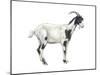Domestic Goat (Capra Hircus), Mammals-Encyclopaedia Britannica-Mounted Poster