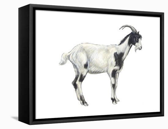 Domestic Goat (Capra Hircus), Mammals-Encyclopaedia Britannica-Framed Stretched Canvas