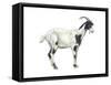 Domestic Goat (Capra Hircus), Mammals-Encyclopaedia Britannica-Framed Stretched Canvas