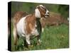 Domestic Goat, Grazing, USA-Lynn M. Stone-Stretched Canvas