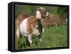 Domestic Goat, Grazing, USA-Lynn M. Stone-Framed Stretched Canvas