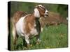 Domestic Goat, Grazing, USA-Lynn M. Stone-Stretched Canvas