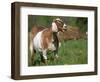 Domestic Goat, Grazing, USA-Lynn M. Stone-Framed Premium Photographic Print