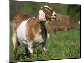 Domestic Goat, Grazing, USA-Lynn M. Stone-Mounted Premium Photographic Print