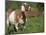 Domestic Goat, Grazing, USA-Lynn M. Stone-Mounted Premium Photographic Print