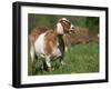 Domestic Goat, Grazing, USA-Lynn M. Stone-Framed Photographic Print