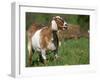 Domestic Goat, Grazing, USA-Lynn M. Stone-Framed Photographic Print