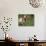 Domestic Goat, Grazing, USA-Lynn M. Stone-Photographic Print displayed on a wall