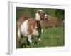 Domestic Goat, Grazing, USA-Lynn M. Stone-Framed Photographic Print