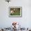 Domestic Goat, Grazing, USA-Lynn M. Stone-Framed Photographic Print displayed on a wall