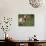 Domestic Goat, Grazing, USA-Lynn M. Stone-Mounted Photographic Print displayed on a wall