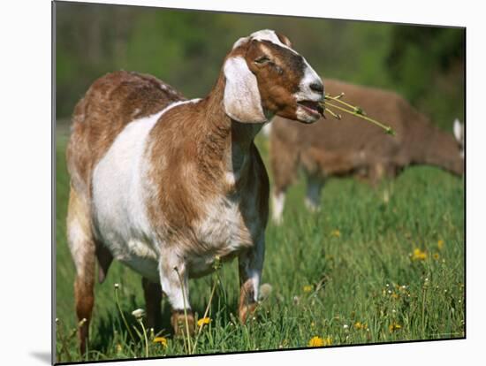 Domestic Goat, Grazing, USA-Lynn M. Stone-Mounted Photographic Print