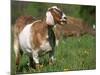 Domestic Goat, Grazing, USA-Lynn M. Stone-Mounted Photographic Print