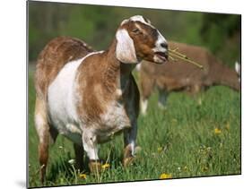 Domestic Goat, Grazing, USA-Lynn M. Stone-Mounted Photographic Print
