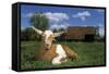 Domestic Goat-null-Framed Stretched Canvas
