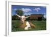 Domestic Goat-null-Framed Photographic Print