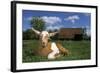 Domestic Goat-null-Framed Photographic Print