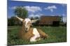 Domestic Goat-null-Mounted Photographic Print